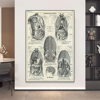 Vintage Poster Trupu Ľudskej Anatómie Tlač Biológie Brucha Nástenné Plátno Tlačiť Maľovanie Nemocnice, Kliniky Dekor Ambulancii Dekor