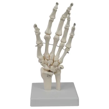 1 Ks Zdravotnícke vybavenie na vyučovanie Strane kosti spoločný model Ľudských kostí model Lekárske výučby vysvetlenie vybavenie Oddelení