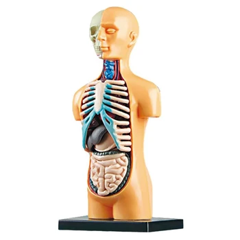 3D Vymeniteľné Anatomické Ľudské Torzo Tela Model Pre Vzdelávanie Hračka Ľudské Telo Štruktúra Výučby Pre Dieťa, Dieťa, Študent