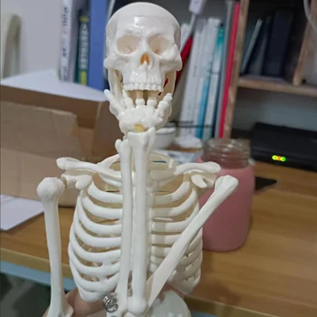 45 CM Človeka Anatomické Anatómie Kostra Model Kvalitných Zdravotníckych Učiť Pomoc Anatómia Ľudského Kostrového Model Veľkoobchod Drop Shipping