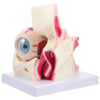 Ľudské Oko Model Čreva Model Anatómie Lekárskej Štúdie Vyučovanie Nástroja